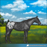 Horse Color:Black Appaloosa 