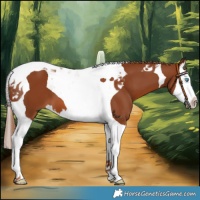 Horse Color:Chestnut Splash Tobiano
