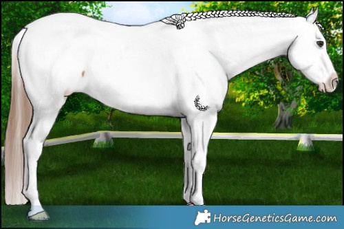 Horse Color:Red Dun Splash Tobiano Appaloosa 