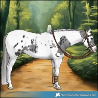 Horse Color:Black Splash Tobiano Blanket 