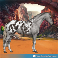 Horse Color:White Spotted Liver Chestnut Tobiano Appaloosa 