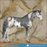 Horse Color:White Spotted Silver Grullo Varnish  and White Spotted Black Varnish Rabicano 