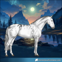 Horse Color:Gray White Spotted Black Appaloosa 