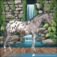 Horse Color:White Spotted Liver Chestnut Tobiano Appaloosa 