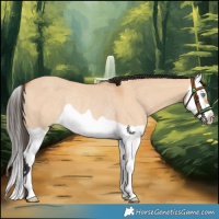 Horse Color:Bay Dun Splash Rabicano 