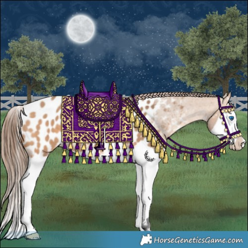 Horse Color:Bay Dun Splash Appaloosa 