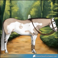Horse Color:Bay Dun Splash Frame Rabicano 