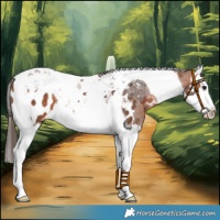 Horse Color:Bay Splash Tobiano Blanket Rabicano