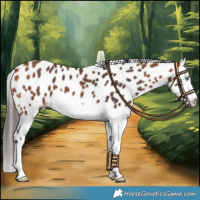 Horse Color:Bay Splash Leopard