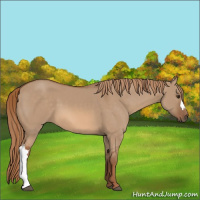 Horse Color:Red Dun