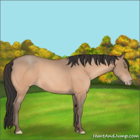 Horse Color:Amber Champagne 