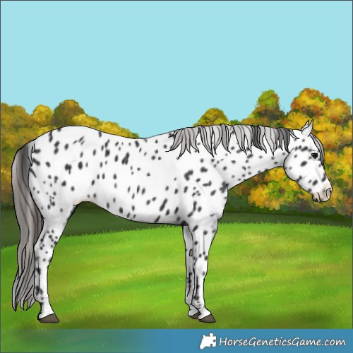Horse Color:Black Appaloosa 