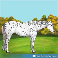 Horse Color:Black Leopard 