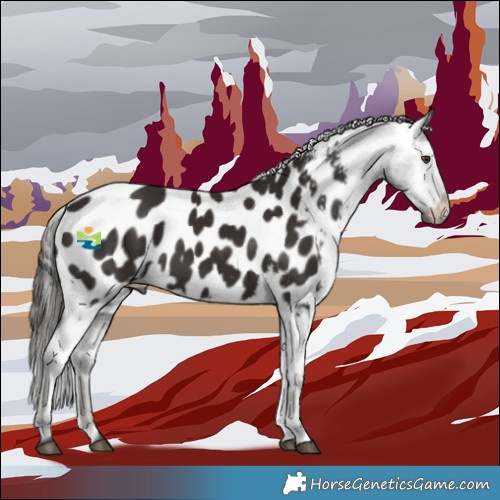 Horse Color:Liver Chestnut Appaloosa 