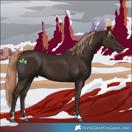 Horse Color:Liver Chestnut 