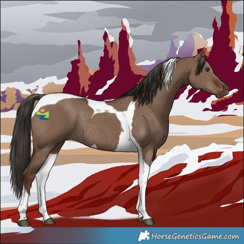 Horse Color:Liver Red Dun Tobiano Rabicano 