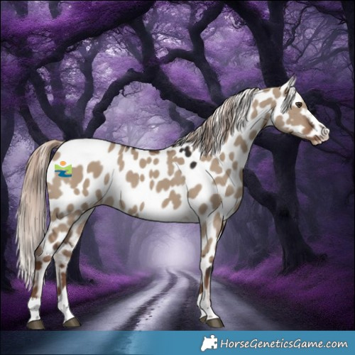 Horse Color:Liver Red Dun Appaloosa Rabicano 