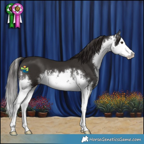 Horse Color:White Spotted Liver Chestnut Splash 