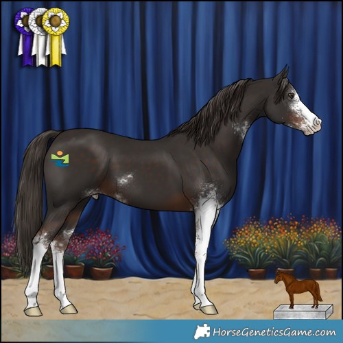 Horse Color:Liver Chestnut Sabino 