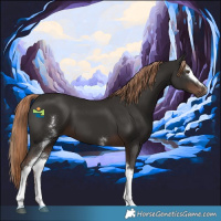 Horse Color:White Spotted Liver Chestnut 