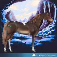 Horse Color:Liver Chestnut Sabino Tobiano 