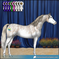 Horse Color:Chocolate Palomino Roan Sabino Splash 