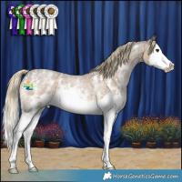 Horse Color:Chocolate Palomino Roan Sabino Splash 