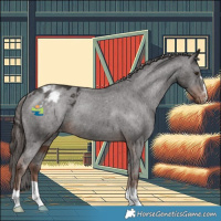 Horse Color:Liver Chestnut Appaloosa 