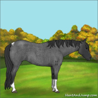 Horse Color:Blue Roan Tobiano