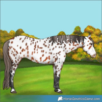 Horse Color:Bay Appaloosa 
