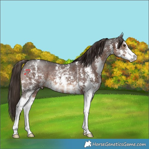 Horse Color:Liver Chestnut Sabino 