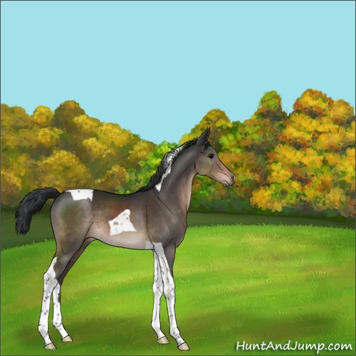 Horse Color:Brown Tobiano 
