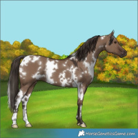 Horse Color:White Spotted Liver Red Dun