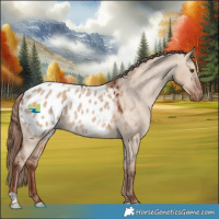 Horse Color:Red Dun Appaloosa 