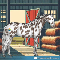Horse Color:White Spotted Silver Brown Dun Mushroom Appaloosa 