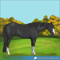 Horse Color:Black 