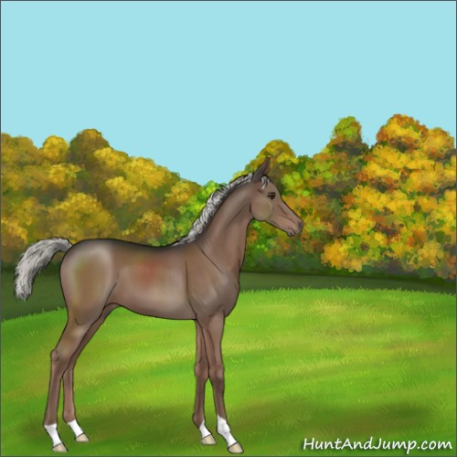 Horse Color:Liver Chestnut Mushroom 