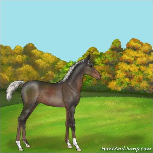 Horse Color:Liver Chestnut Mushroom 