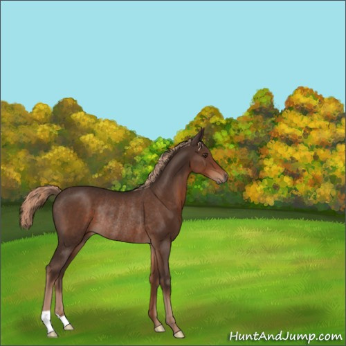 Horse Color:Liver Chestnut Rabicano 