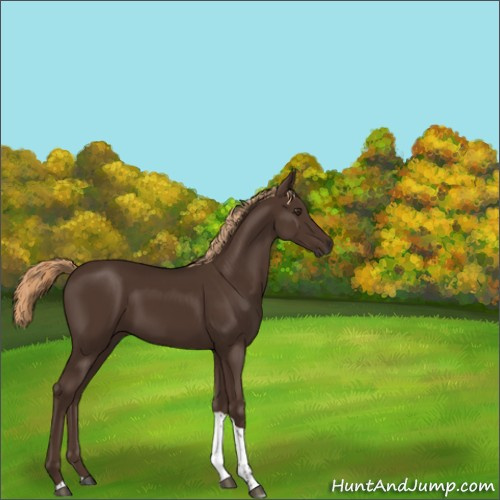 Horse Color:Liver Chestnut Tobiano Rabicano 