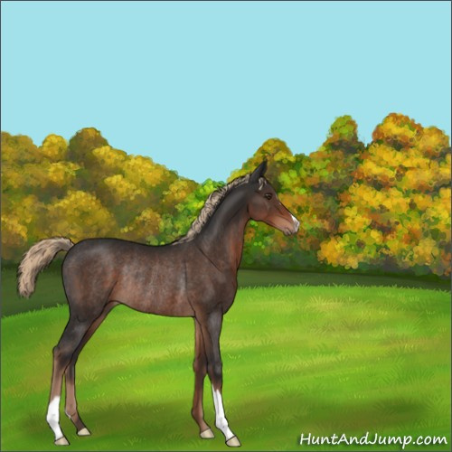 Horse Color:Liver Chestnut Rabicano 