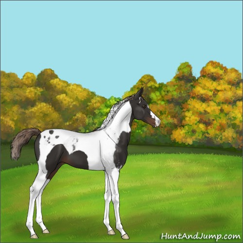 Horse Color:Liver Chestnut Tobiano 