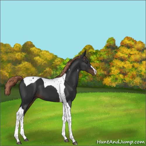 Horse Color:Liver Chestnut Tobiano 