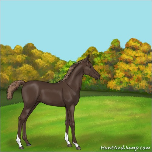 Horse Color:Liver Chestnut Tobiano 