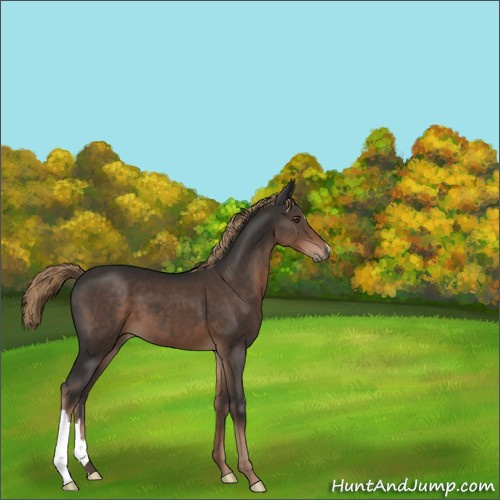 Horse Color:Liver Chestnut 