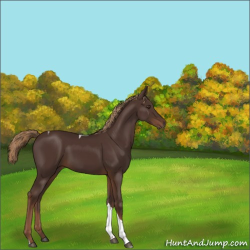 Horse Color:Liver Chestnut Tobiano Rabicano 