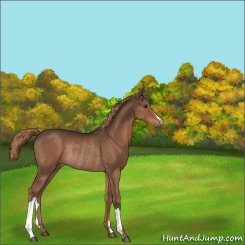Horse Color:Liver Chestnut Rabicano 