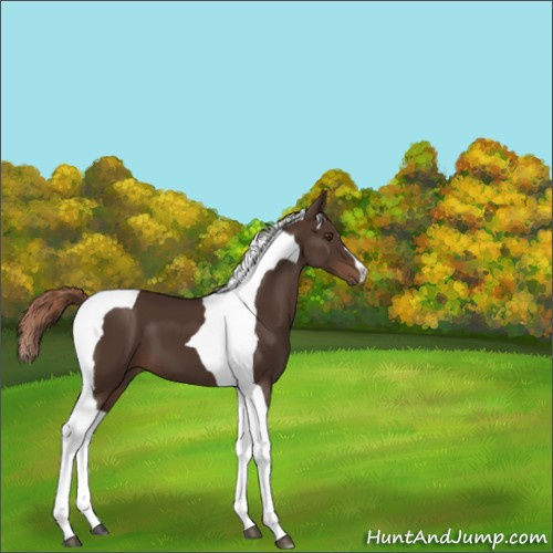 Horse Color:Liver Chestnut Tobiano 
