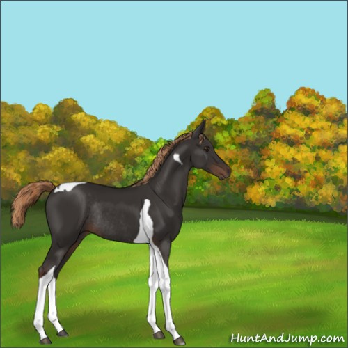 Horse Color:Liver Chestnut Tobiano Rabicano 