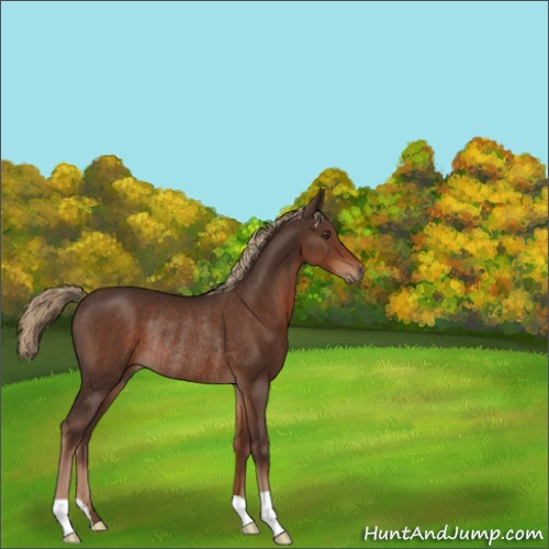 Horse Color:Liver Chestnut Rabicano 